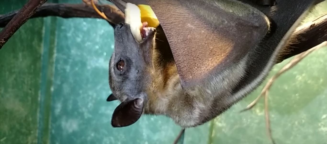 How to Catch a Bat